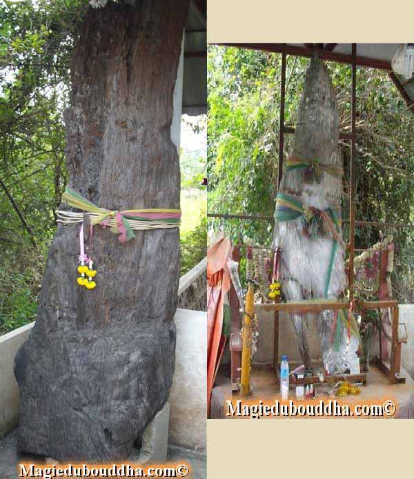 arbre sacré takian thong.
